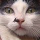 Gatinho do Butant�